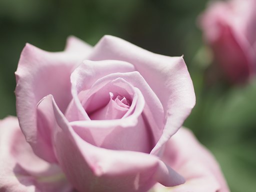 ◎コシナ ツァイスMakro Planar 50mm/F2