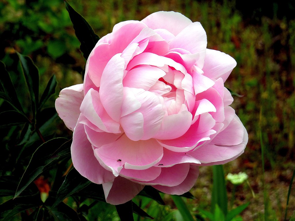 芍薬の花UP　１