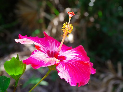 ハイビスカスの花