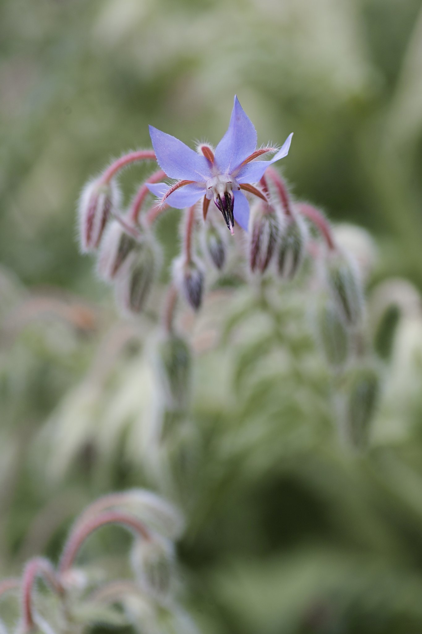 タムロン90mmF2.8マクロ　１７２E