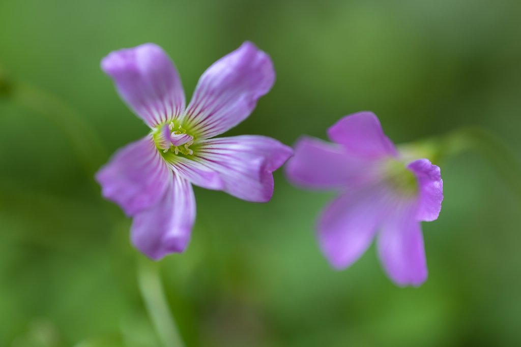 EF100mm f/2.8L Macro IS USM