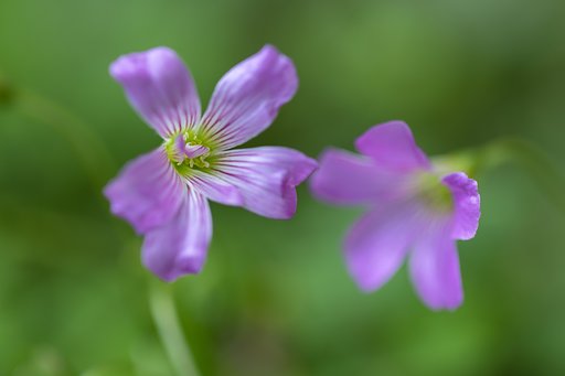 EF100mm f/2.8L Macro IS USM