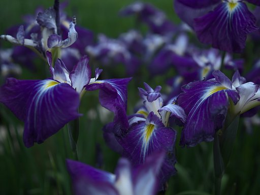 花菖蒲5