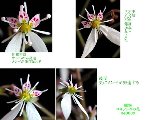 ユキノシタ