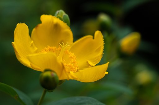 OLYMPUS M.60mm F2.8 Macro
