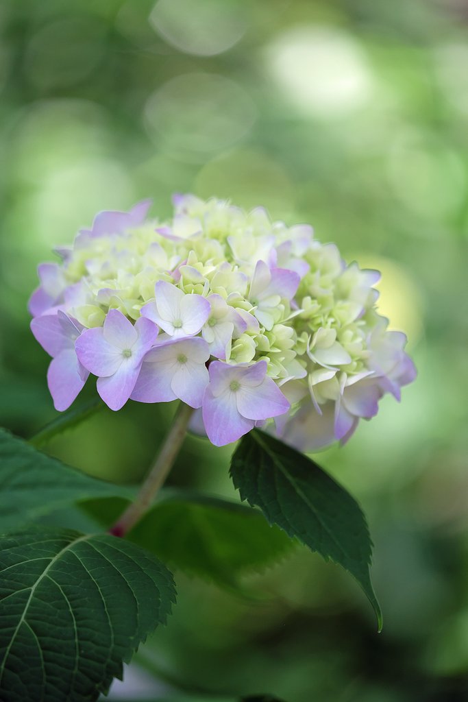 紫陽花
