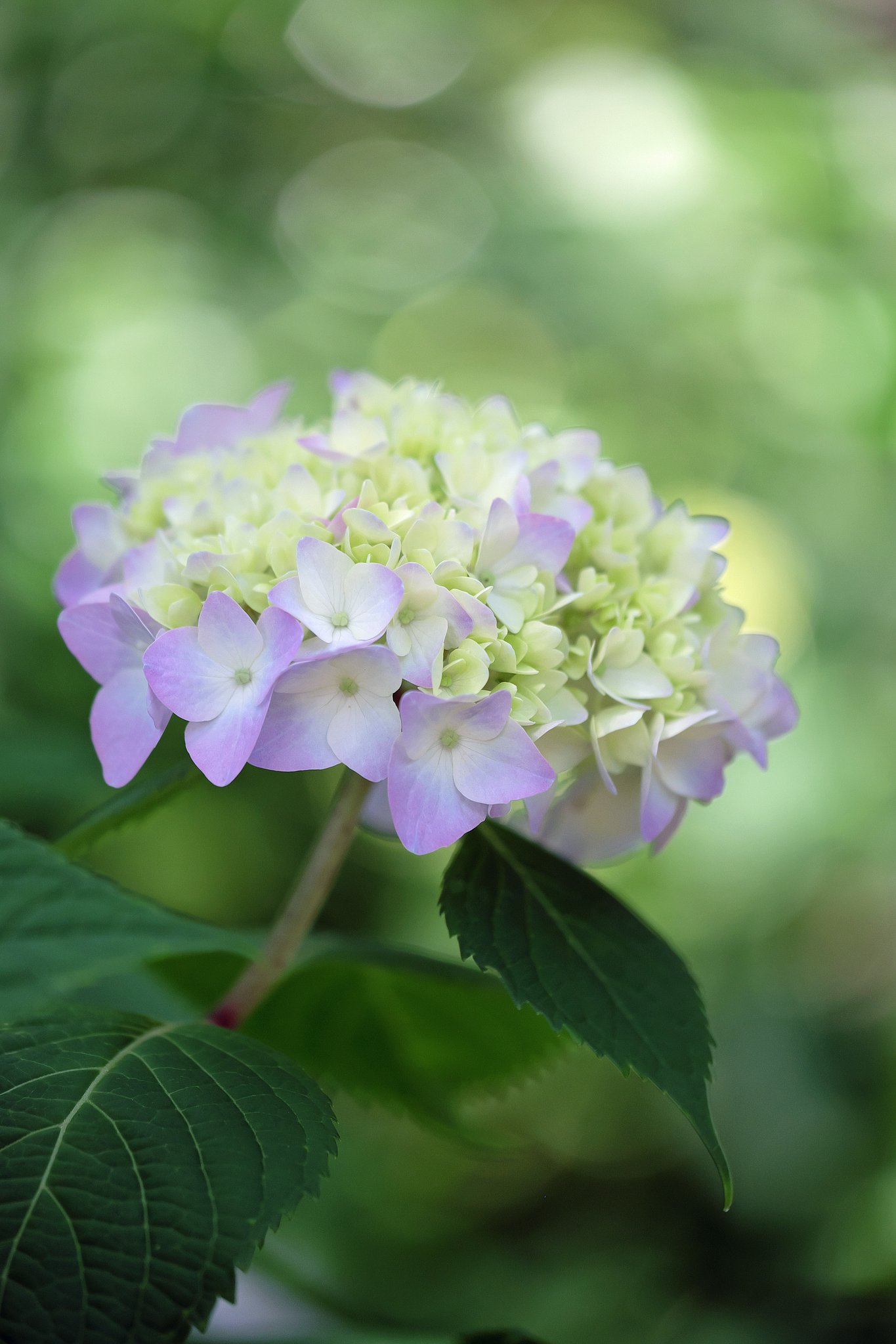 紫陽花