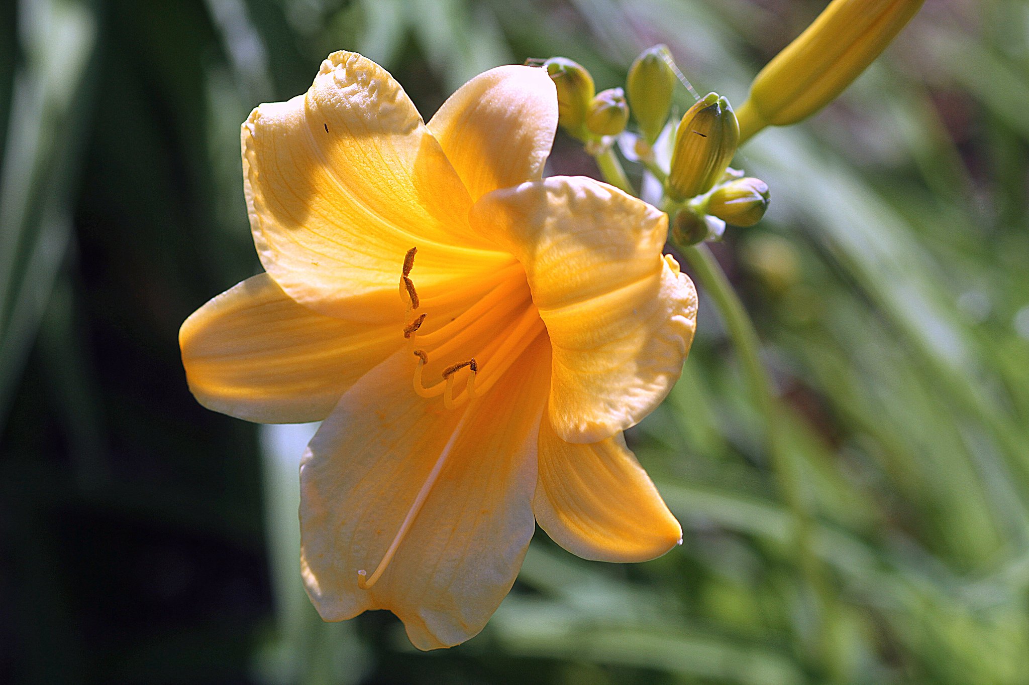 へメロカリスに似た花？