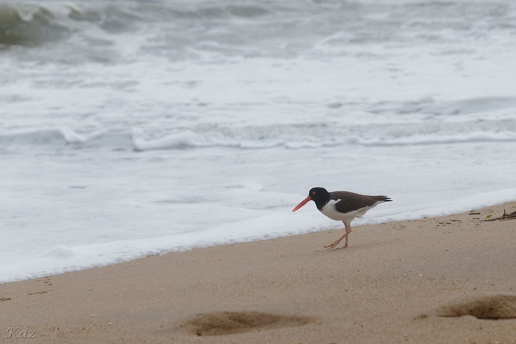 American Oystercatcher