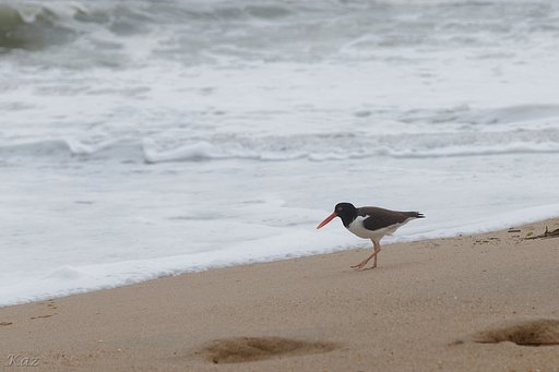 American Oystercatcher