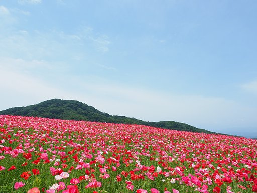 天空のポピー