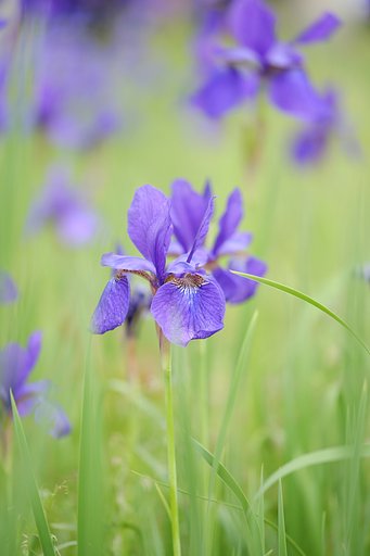 近所に咲く花
