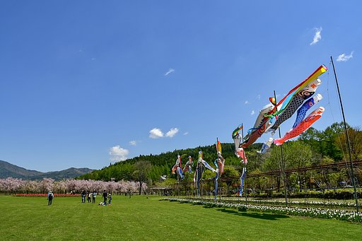 【桜花】こいのぼり