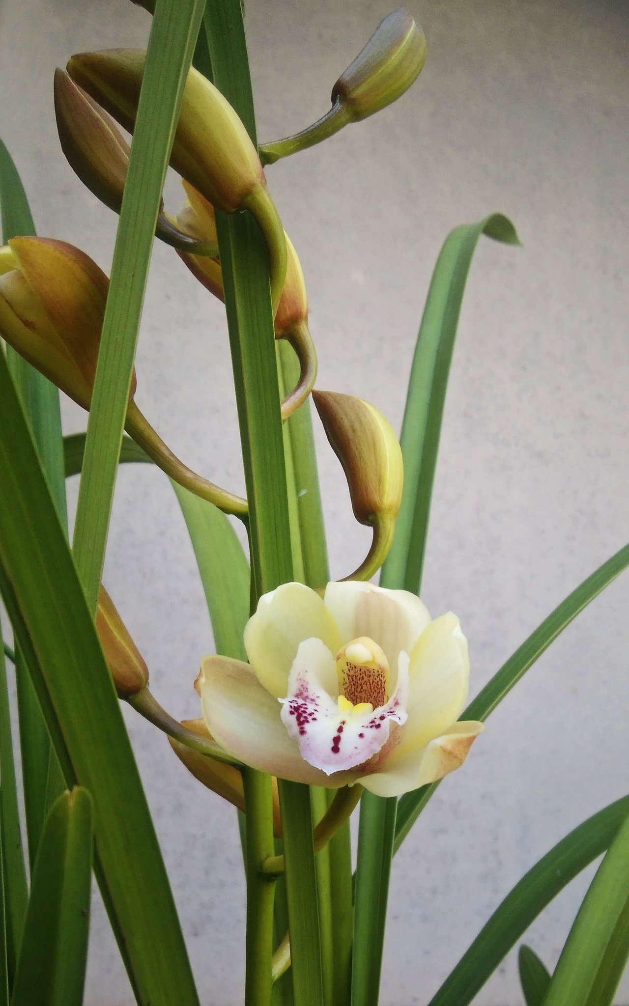 シンビジュームの初花