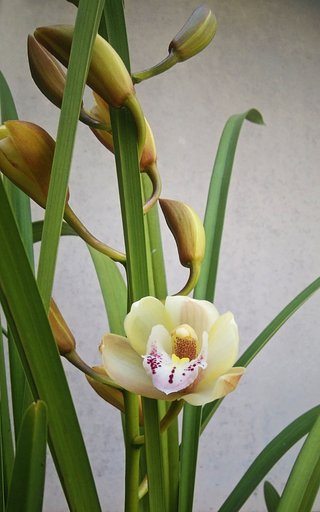 シンビジュームの初花
