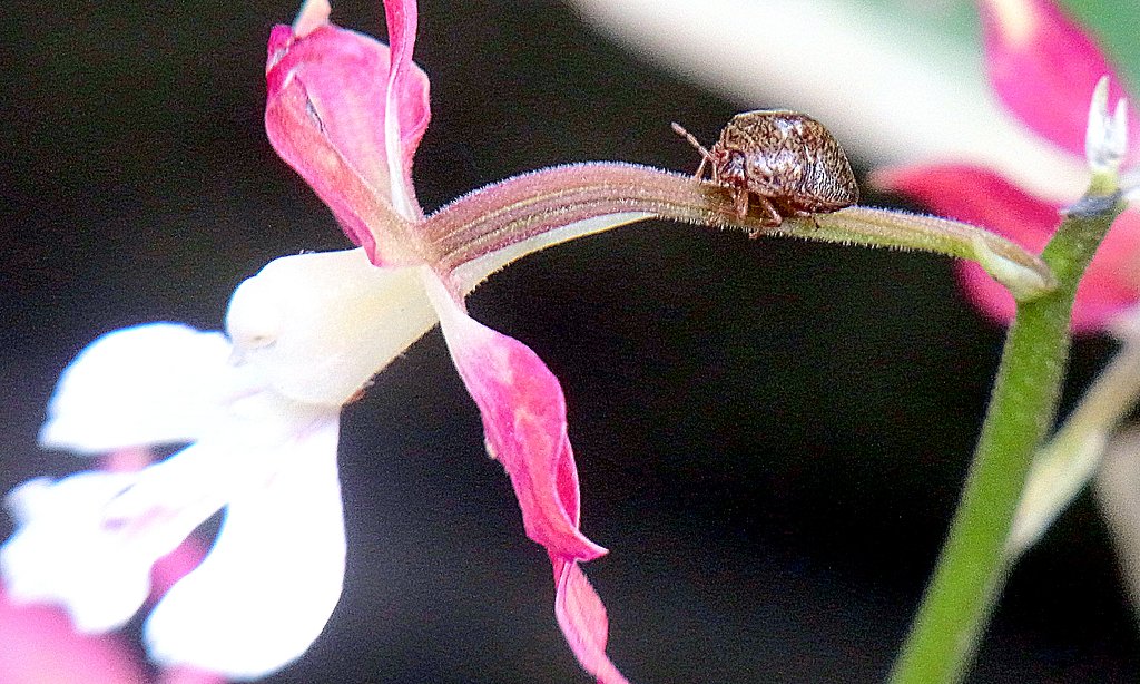 小豆の大きさの虫