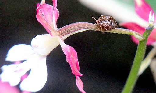 小豆の大きさの虫