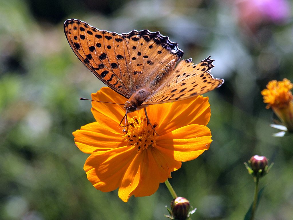 古いカメラで蝶を撮りました。　３