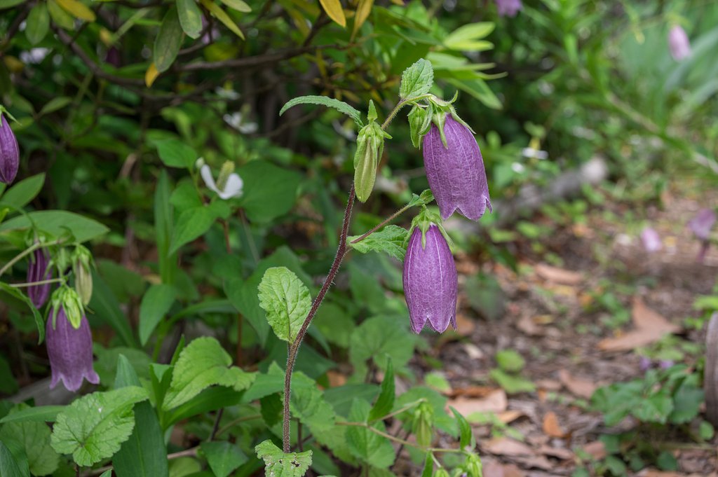 季節の花