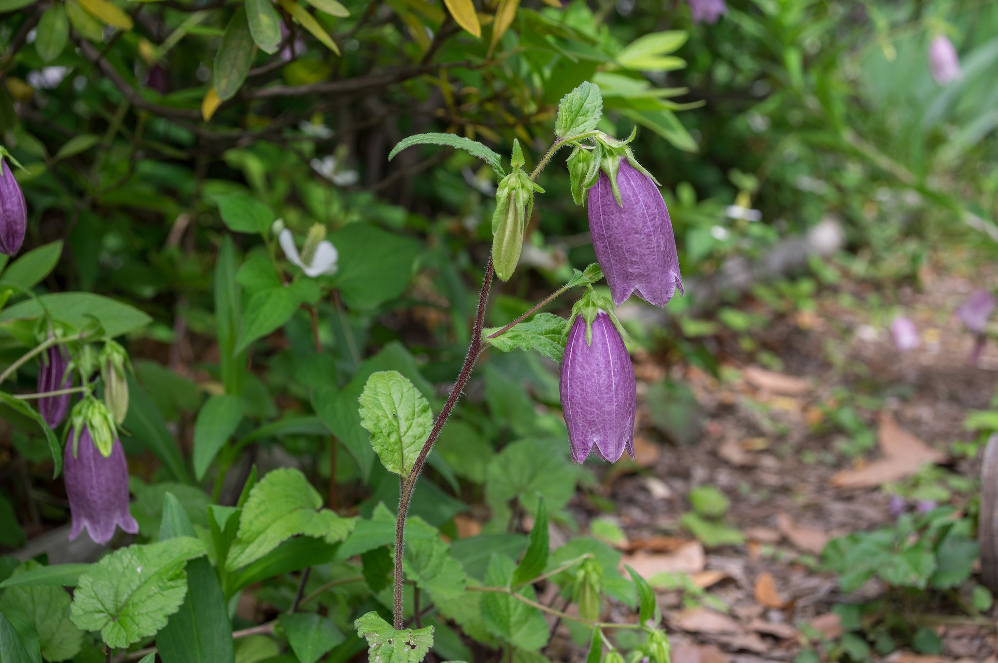 季節の花