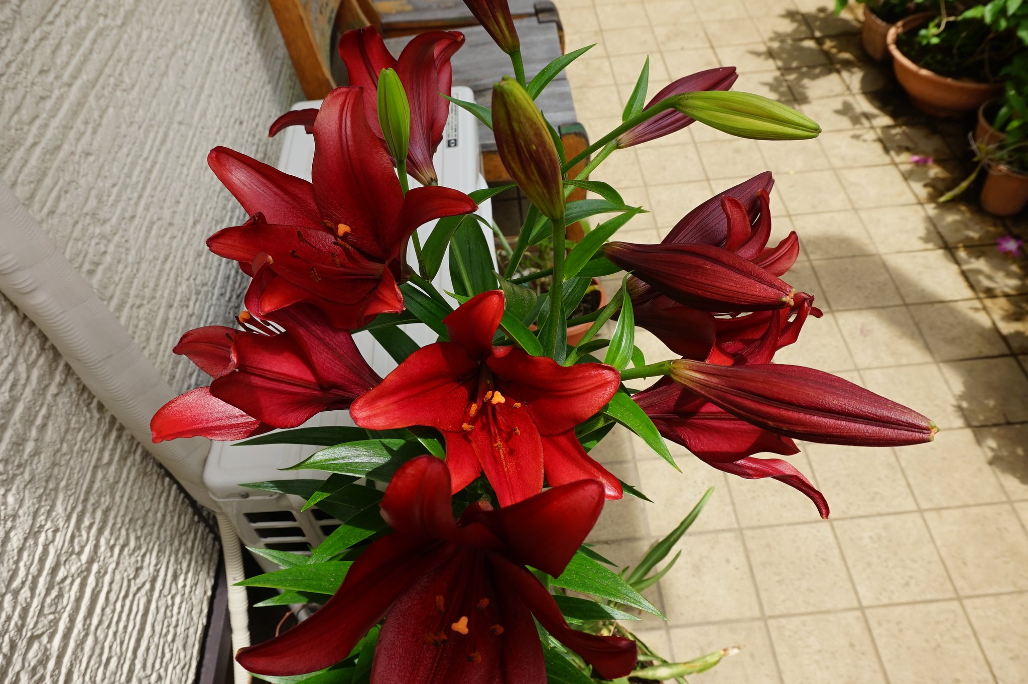 百合