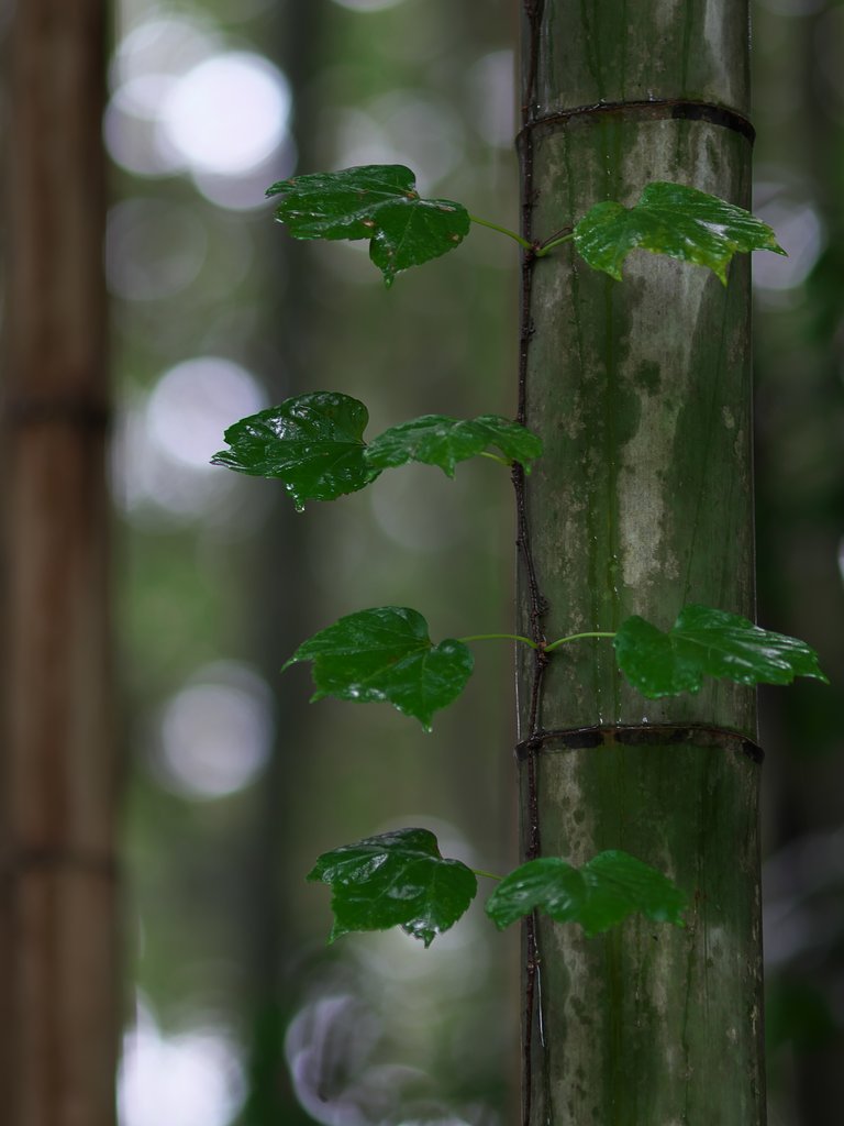 竹林にて