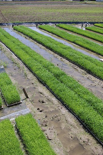 田植苗　今年は生育順調