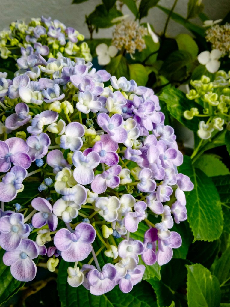 渦紫陽花2018.6.3