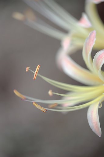 彼岸花2