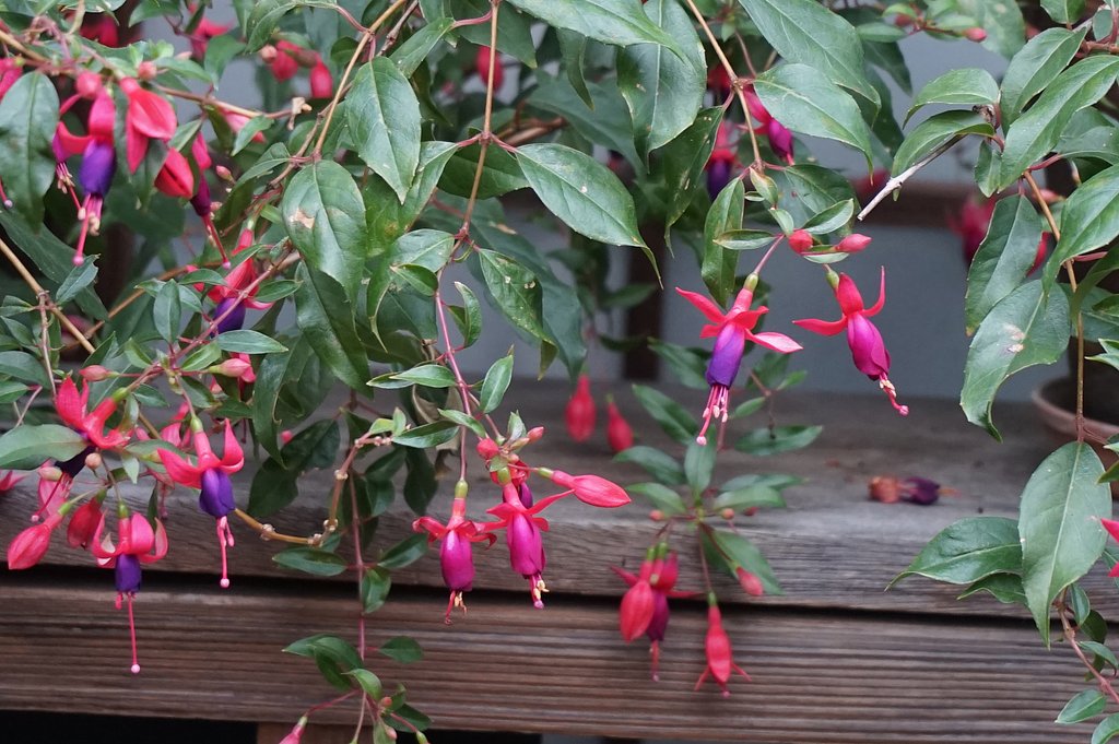 はてなの花