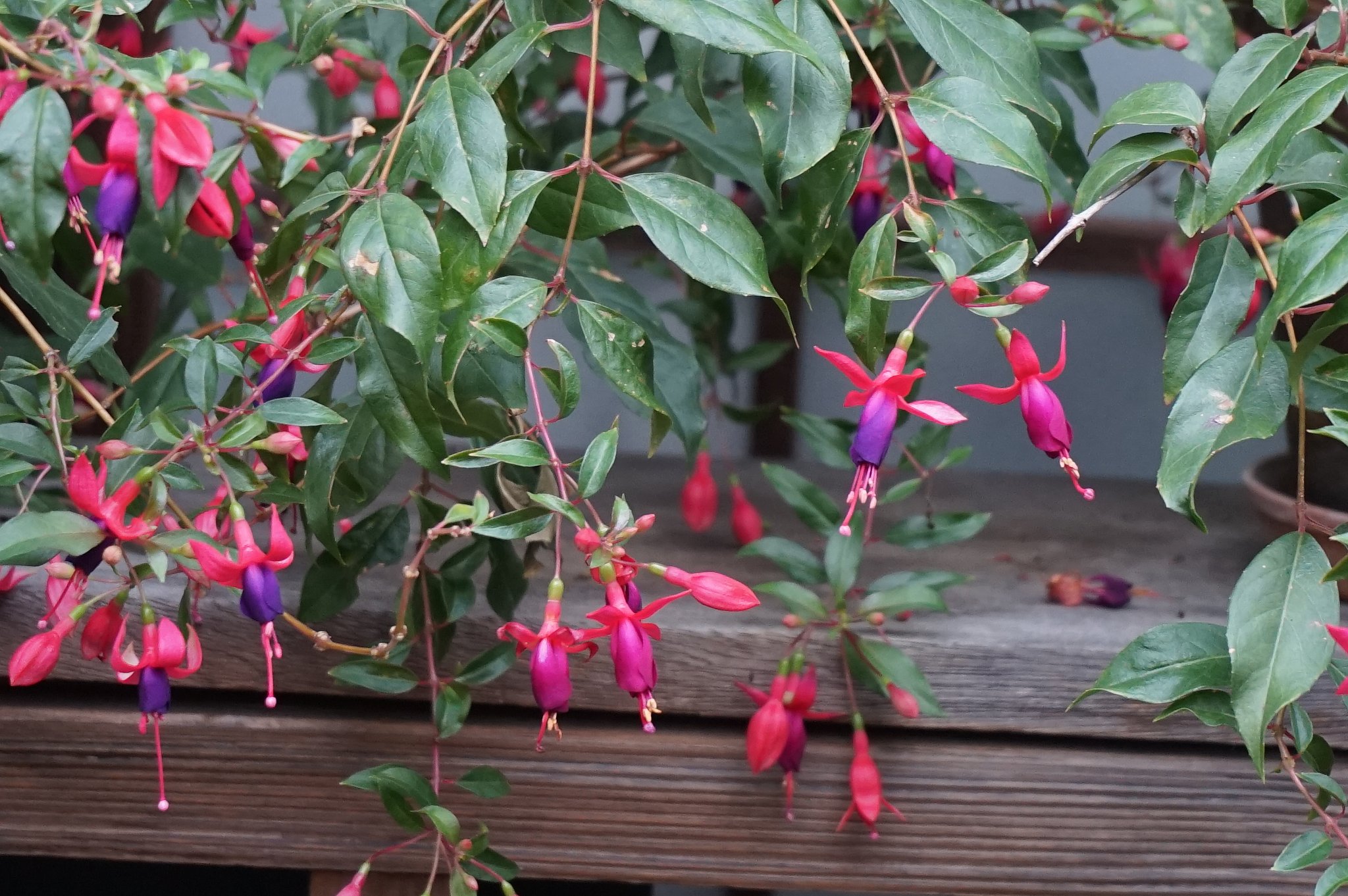 はてなの花