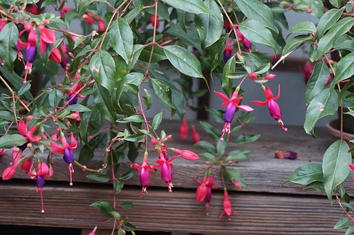 はてなの花