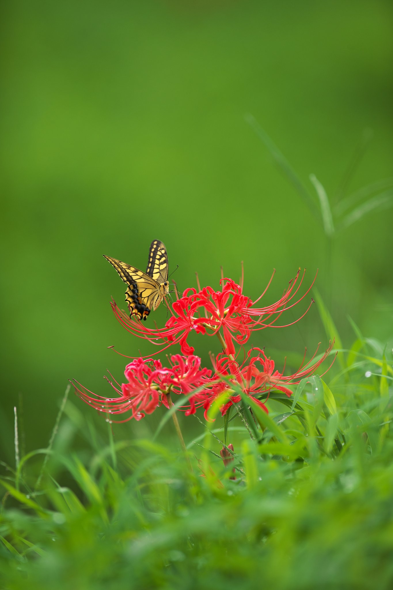 EF300mm F2.8L IS 