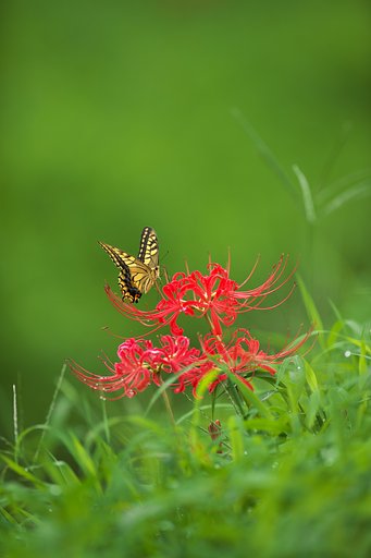 EF300mm F2.8L IS 
