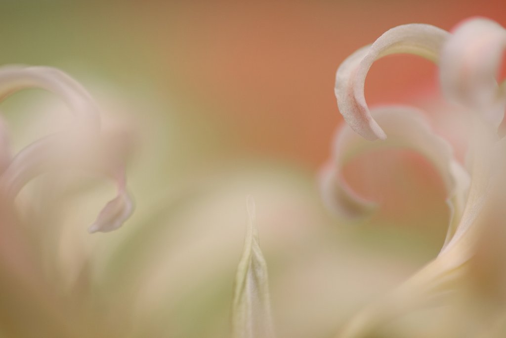 Tamron 90mm f2.8 macro 172E