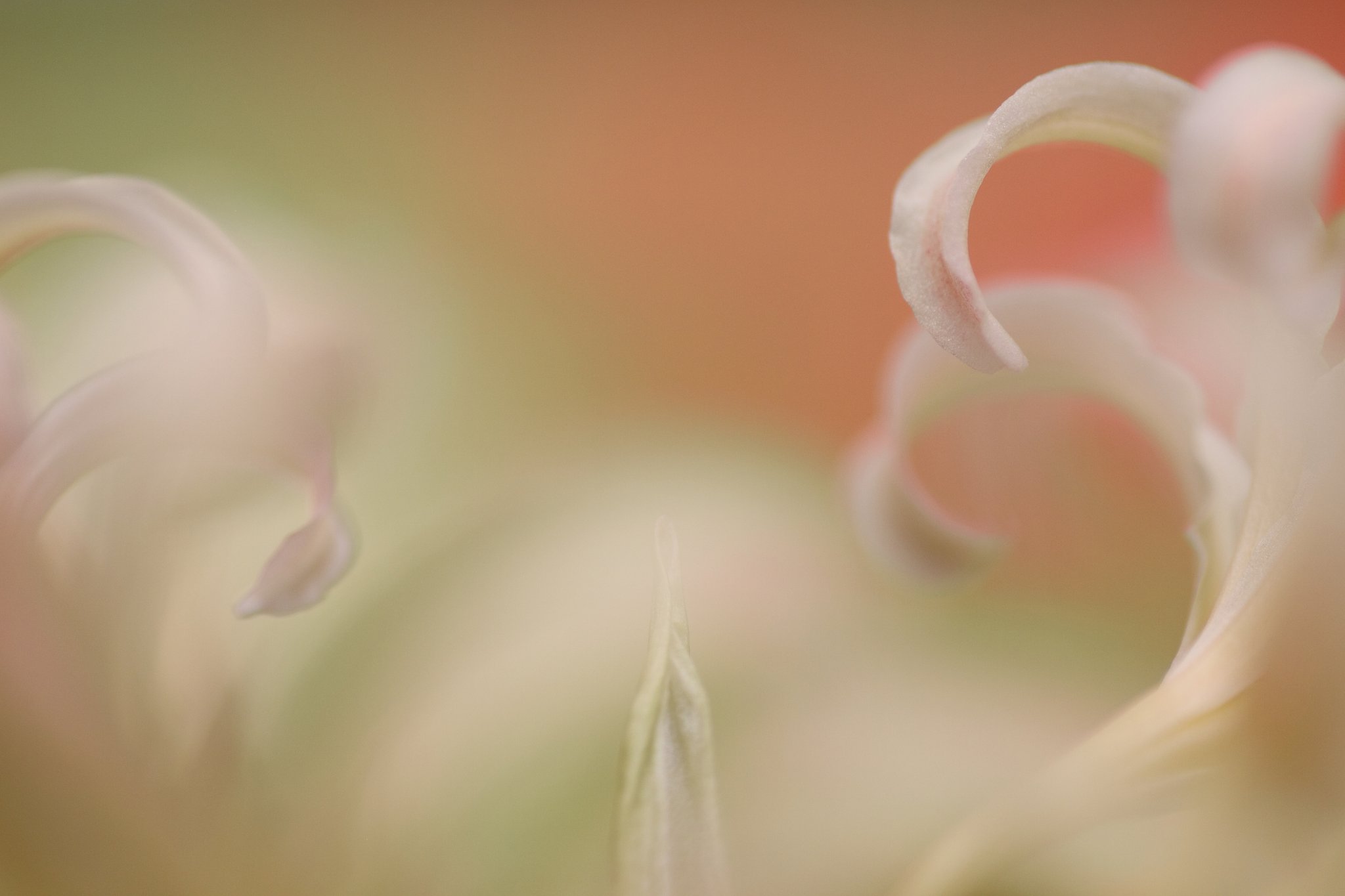 Tamron 90mm f2.8 macro 172E