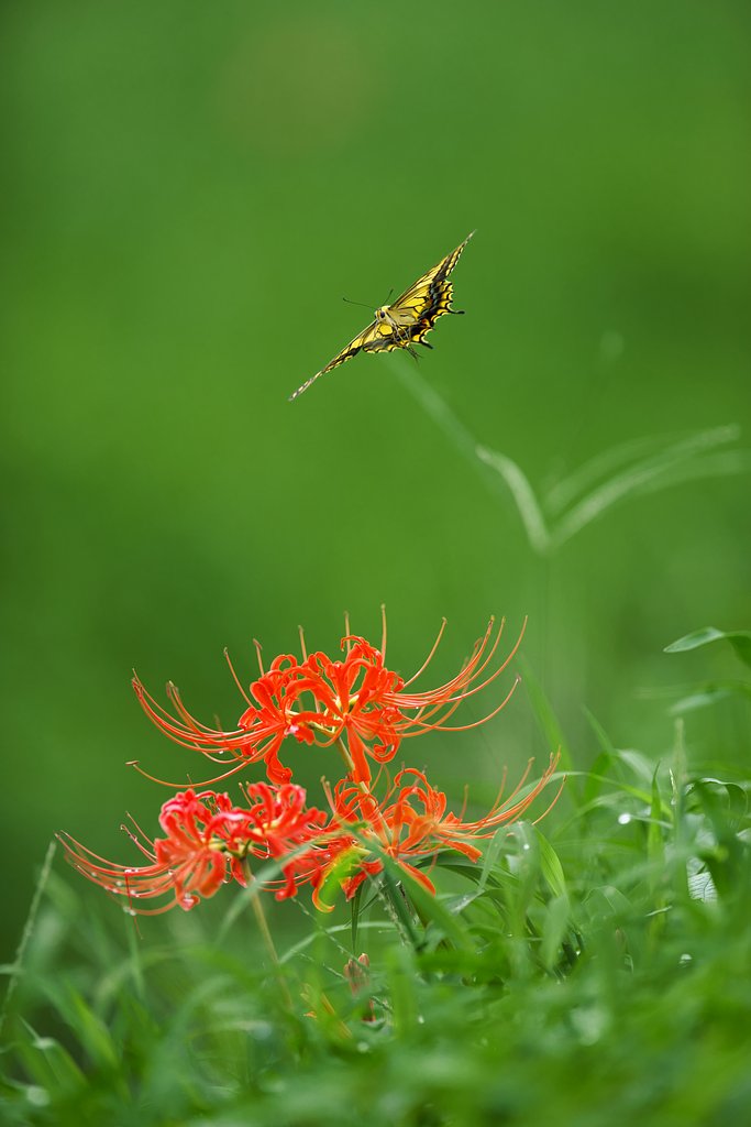 EF300mm F2.8L IS 