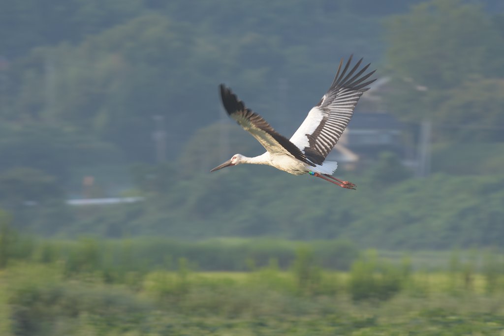 コウノトリⅡ