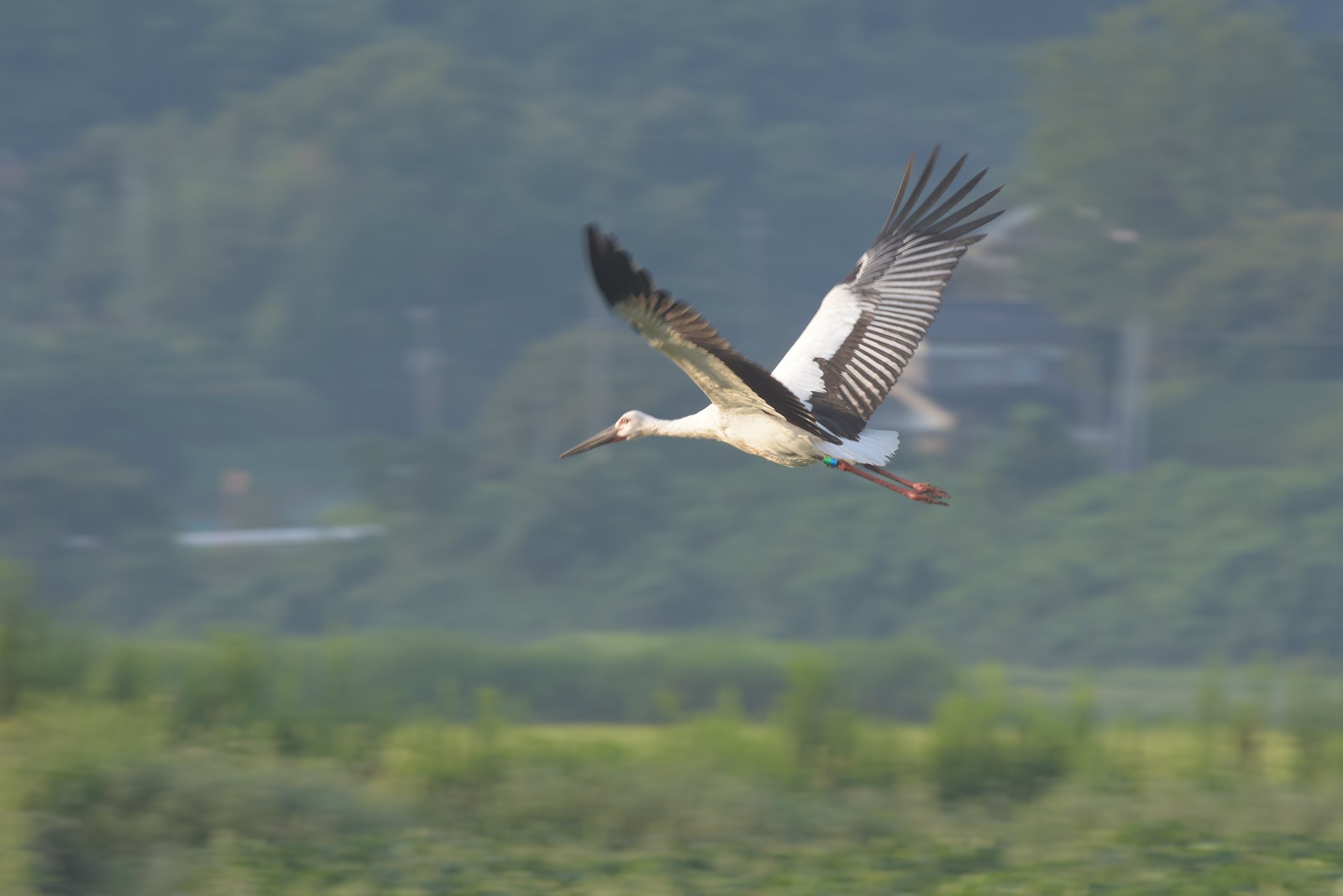 コウノトリⅡ