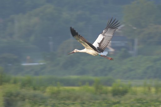 コウノトリⅡ