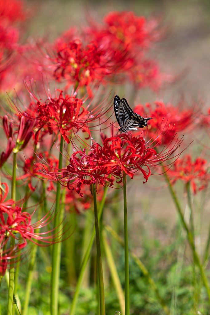 EF70-200mm F2.8 L