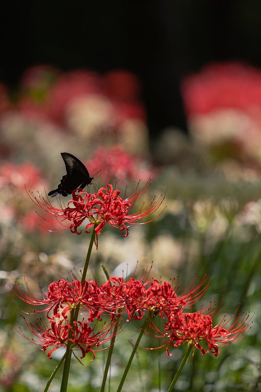EF70-200mm F2.8 L