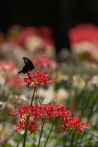 EF70-200mm F2.8 L
