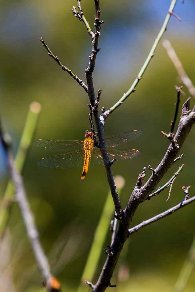 EF70-200mm F2.8 L
