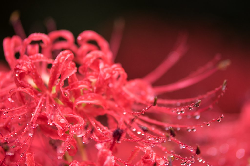 Jewel