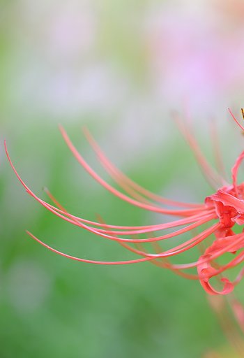 彼岸花