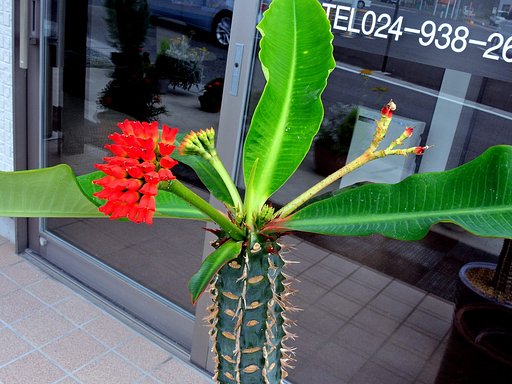 多肉植物の花