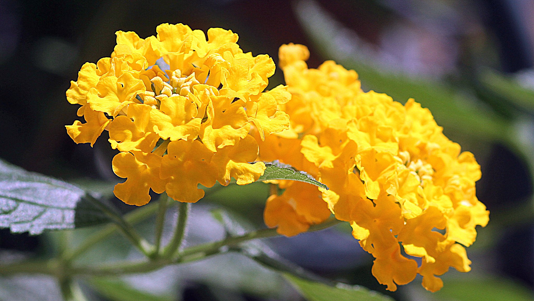 cano EF100㎜F2.8 macro