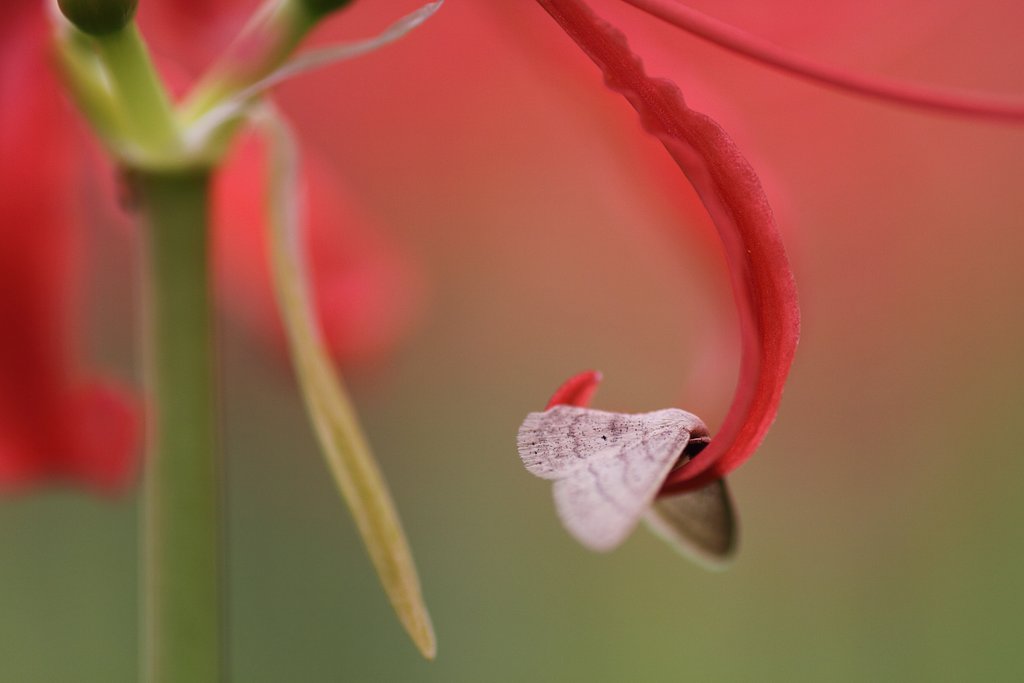 Tamron 90mm f2.8 macro 172E