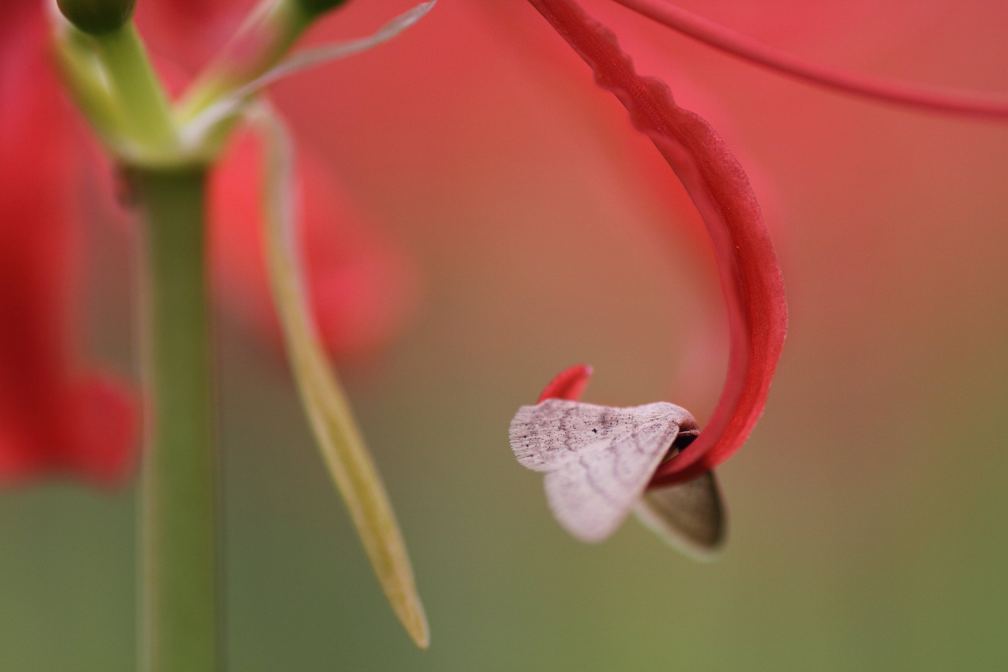 Tamron 90mm f2.8 macro 172E
